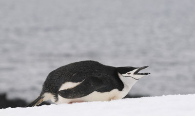 Chinstrap Penguin - Pygoscelis antarctica