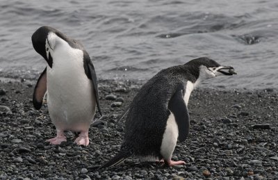 Chinstrap Penguin - Pygoscelis antarctica