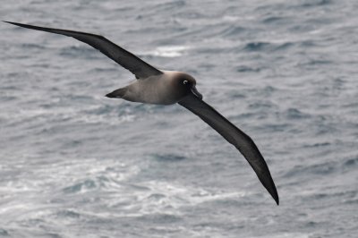 Light-mantled Sooty Albatross-Phoebetria palpebrata
