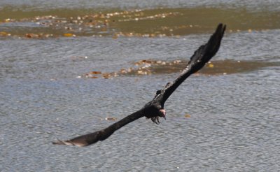 Turkey Vulture