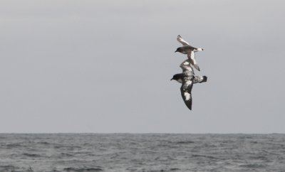 Black-browed Albatross-Thalassarche melanophris-Wenkbrauw Albatros