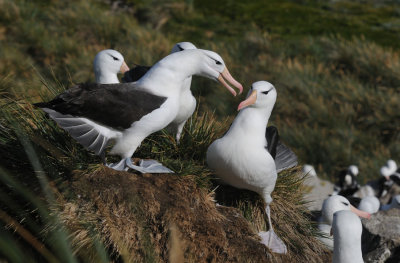 Black-browed Albatross-Thalassarche melanophris-Wenkbrauw Albatros