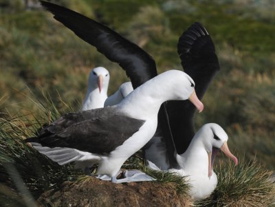 Black-browed Albatross-Thalassarche melanophris-Wenkbrauw Albatros