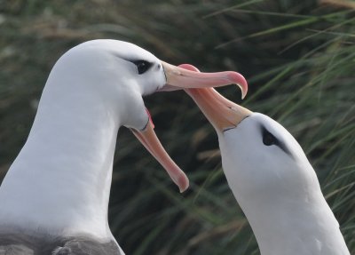 Black-browed Albatross-Thalassarche melanophris-Wenkbrauw Albatros