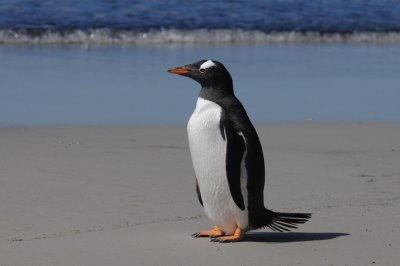 Gentoo Penguin-Pygoscelis papua