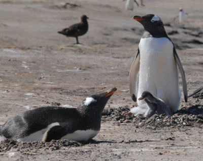 Birds of the Falklands nov/dec 2011