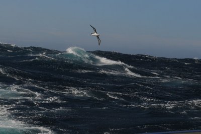 Black-browed Albatross