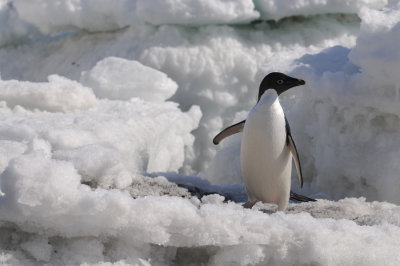Adélie Penguin Pygoscelis adeliae