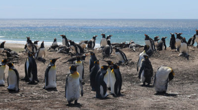 King Penguin  Aptenodytes patagonicus