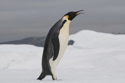 Emperor Penguin  Aptenodytes  forsteri