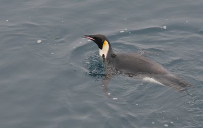 Emperor Penguin  Aptenodytes  forsteri