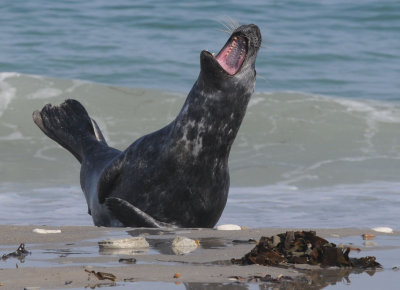  Grey-and Harbour Seals of Dne(Helgoland)