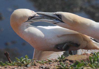 Jan van  Gent - Sula bassana - Gannet