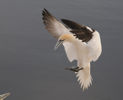 Jan van  Gent - Sula bassana - Gannet