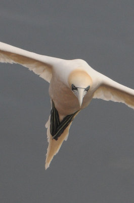 Helgoland   2012