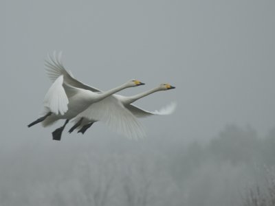 Whooper Swans - Wilde Zwaan - Cygnus cygnus]