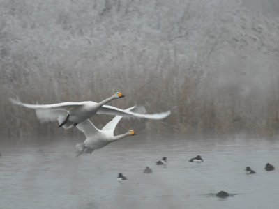 Whooper Swans - Wilde Zwaan - Cygnus