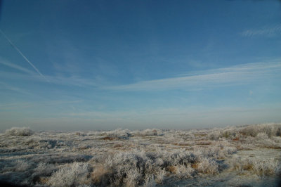White- frost in North-Holland Dune Reserve