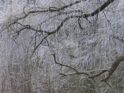 white frost on  weeping-willow