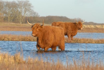 Scottisch Highland Cattle