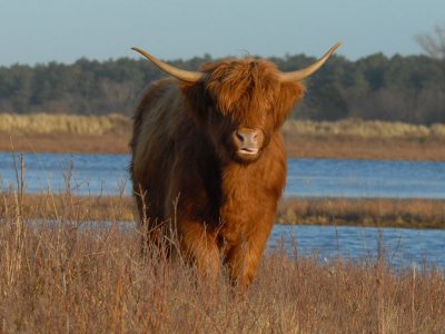 Scottisch Highland Cattle