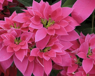 Pretty in Pink ponsettias