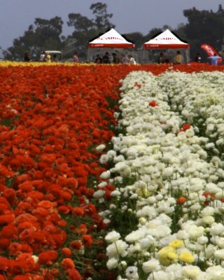 Canon Tent