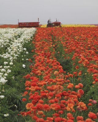 Orange Fields