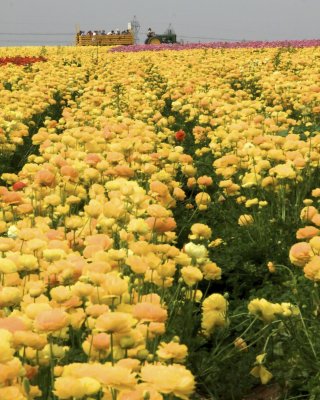 Yellow Fields