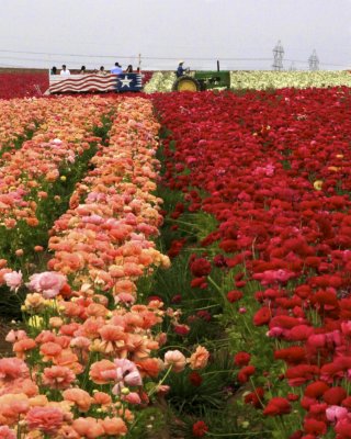 Rows of Color