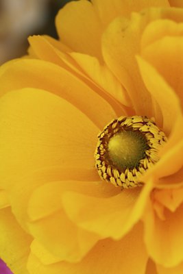 Bloom 3