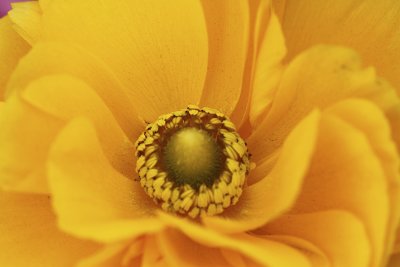 Bloom 2