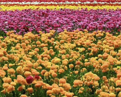 San Diego Carlsbad Flower Fields