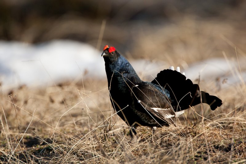 Black Grouse
