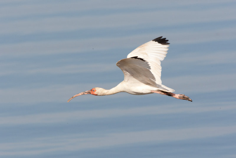 White Ibis