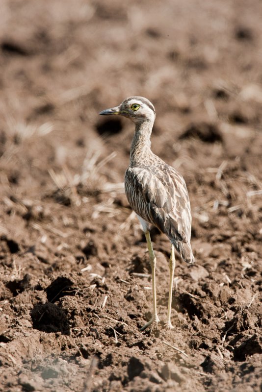 Double-striped Thick-knee