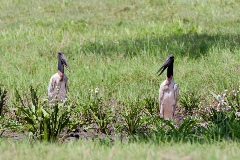 Jabiru