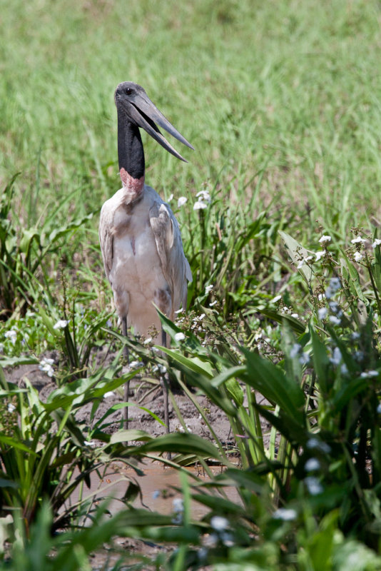 Jabiru