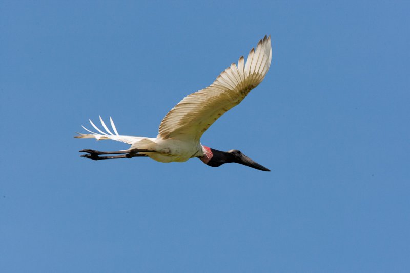Jabiru