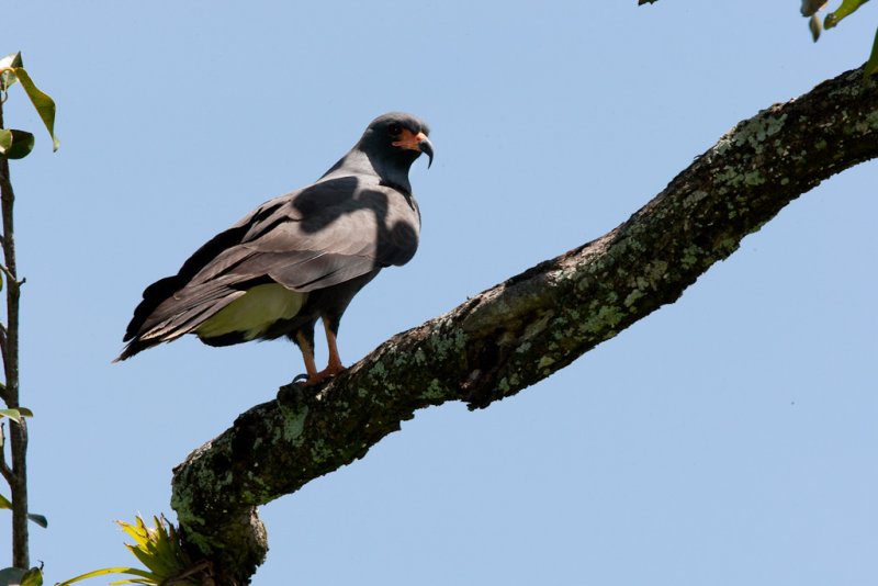 Snail Kite