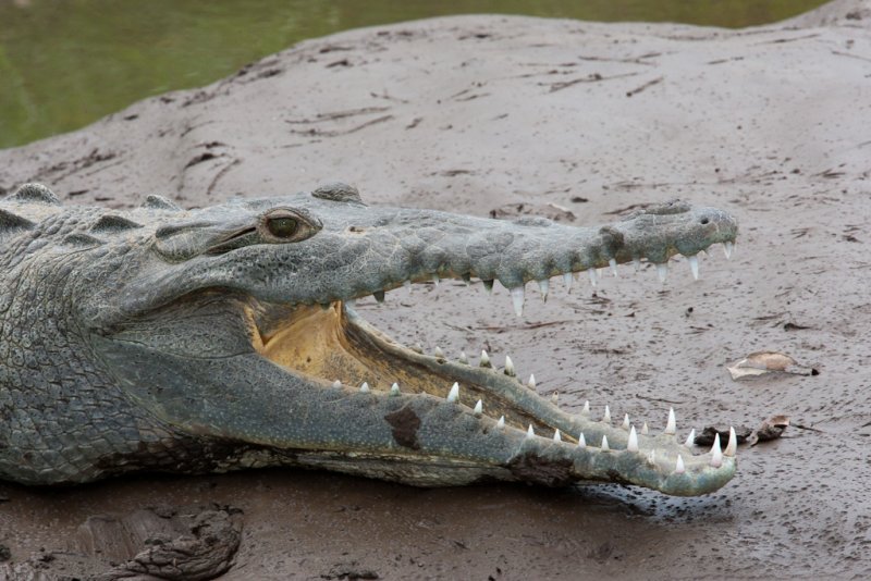 Crocodile