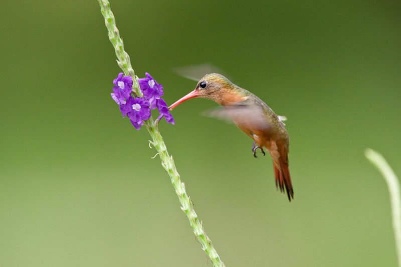 Cinnamon Hummingbird