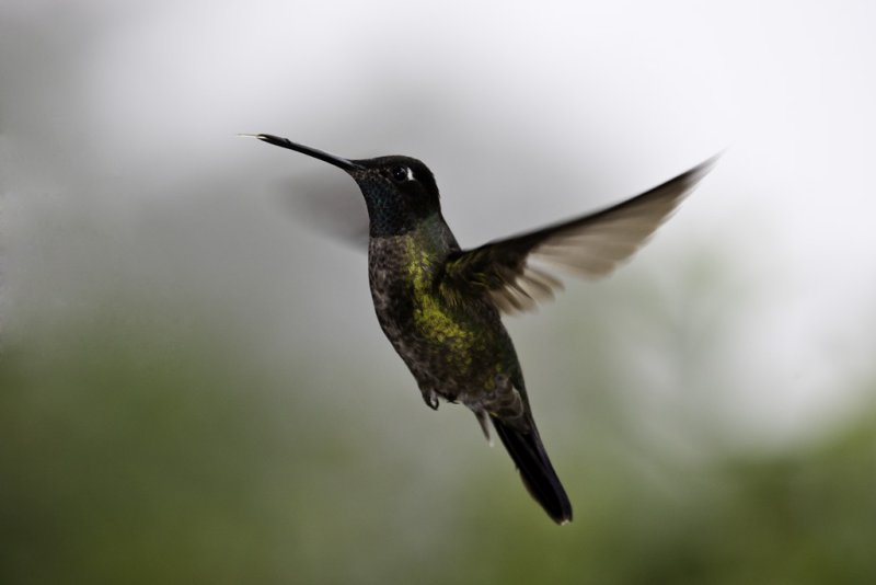 Magnificent Hummingbird