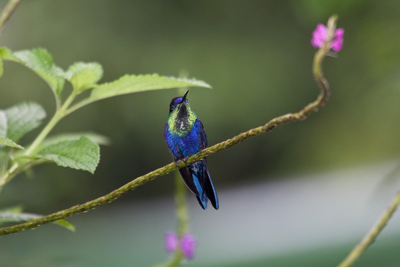 Violet-crowned Woodnymph