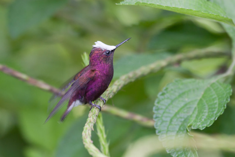 Snowcap