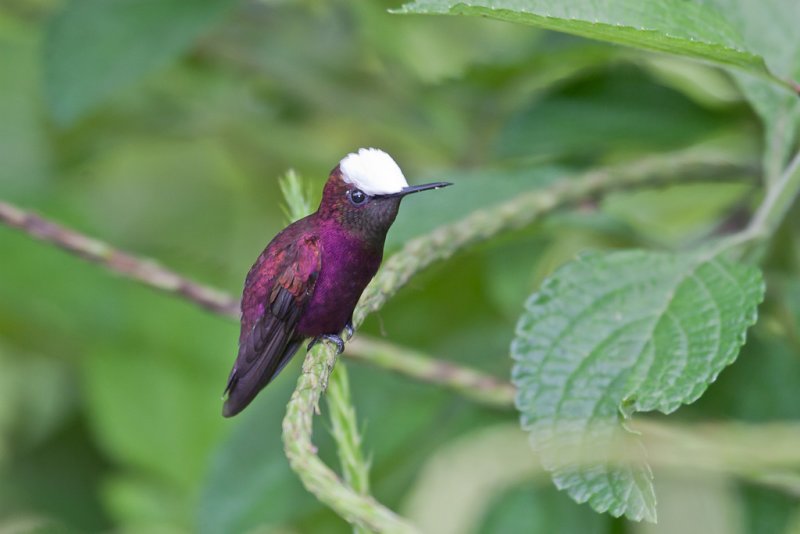 Snowcap