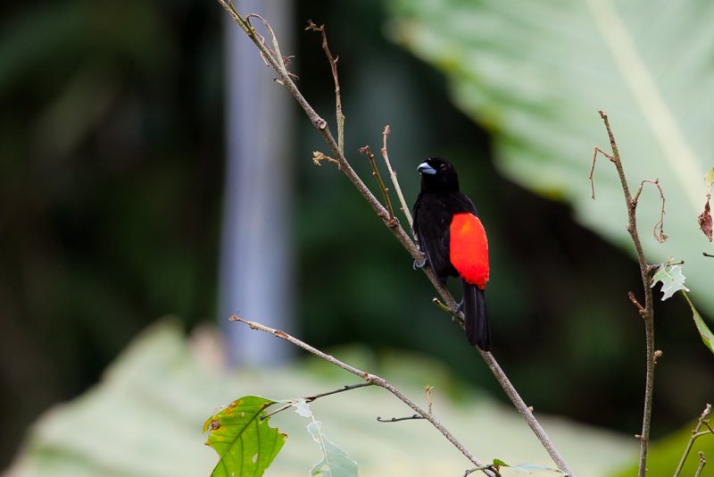Passerinis Tanager