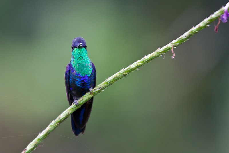 Violet-crowned Woodnymph