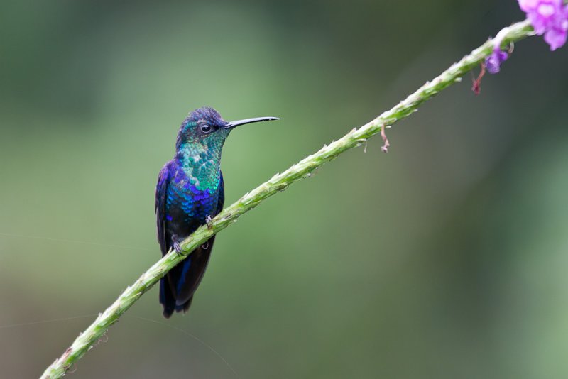 Violet-crowned Woodnymph