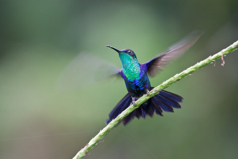 Violet-crowned Woodnymph